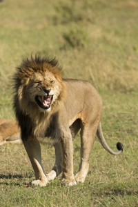 lion